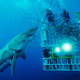 Illustration for article titled This Photo Really Gives a Perfect Idea of the Terrifying Size of a White Shark